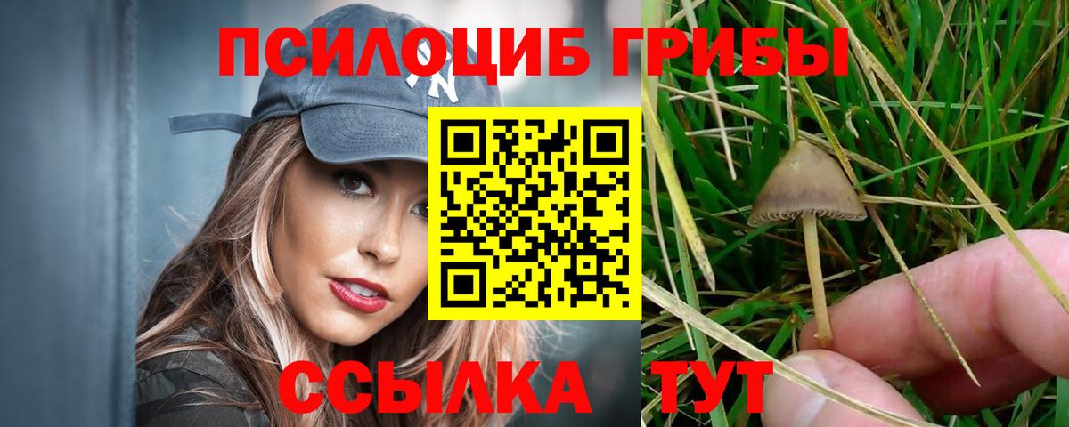 Галлюциногенные грибы Psilocybine cubensis Нововоронеж